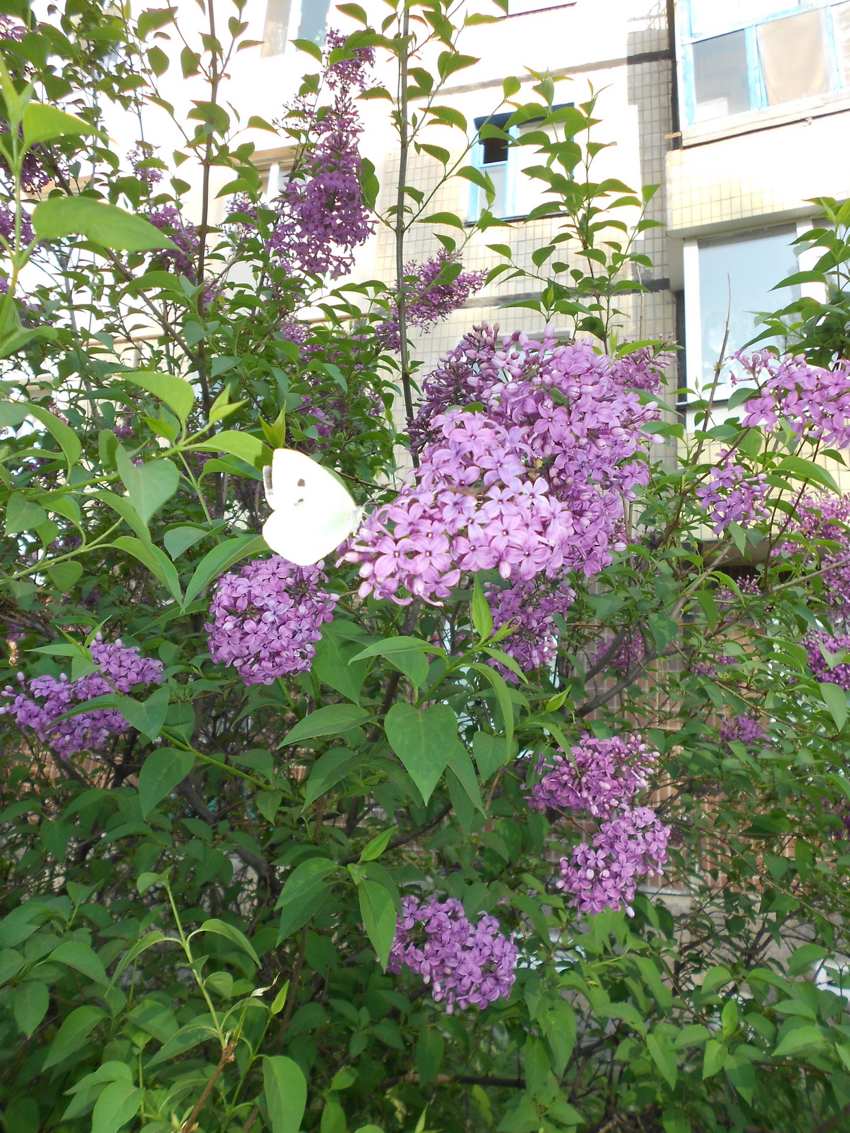 DSCN0834
