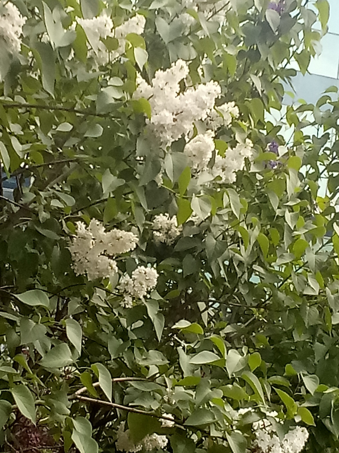 IMG 20200430 142743