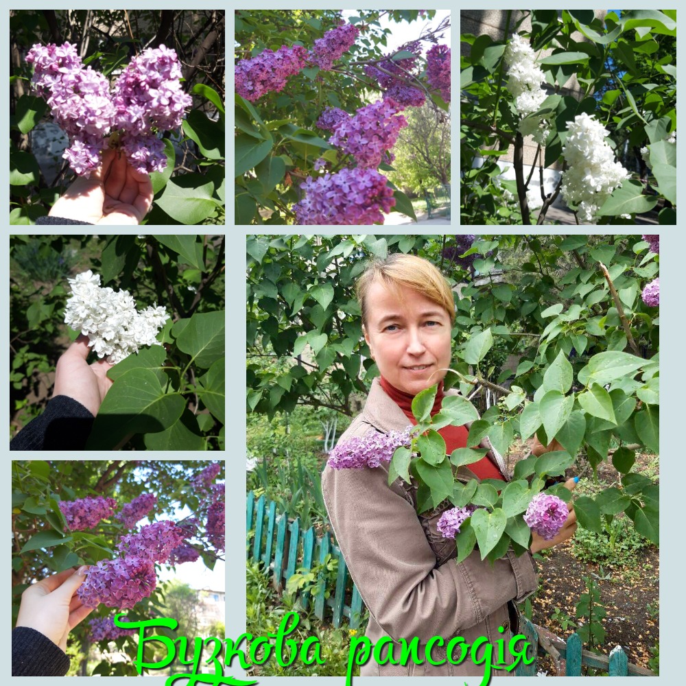 MyCollages 7