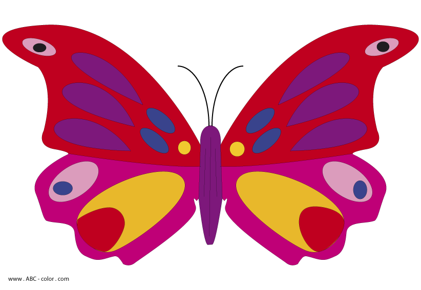 butterfly-001-picture-color